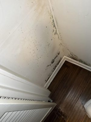 mold removal mold cleanup mold inspection mold restoration growth cleanup