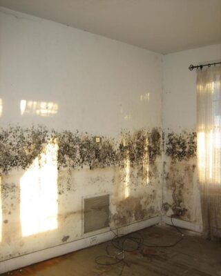 mold removal mold cleanup mold inspection mold restoration