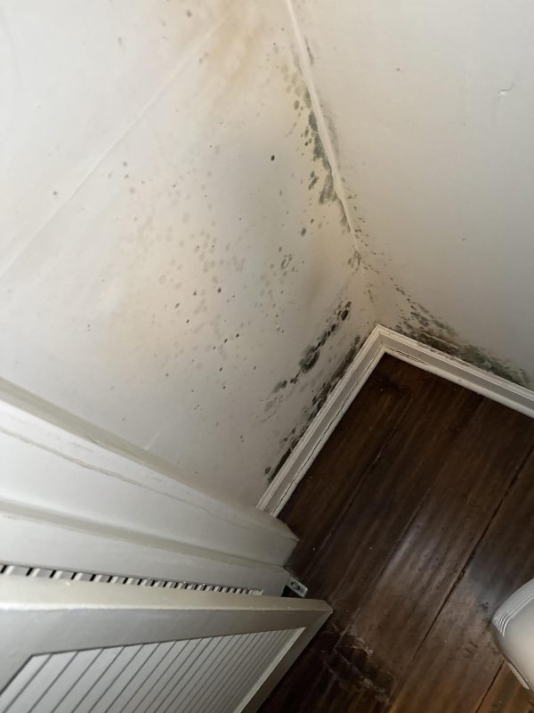 mold removal mold cleanup mold inspection mold restoration