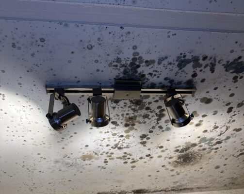 mold removal mold cleanup mold inspection mold restoration