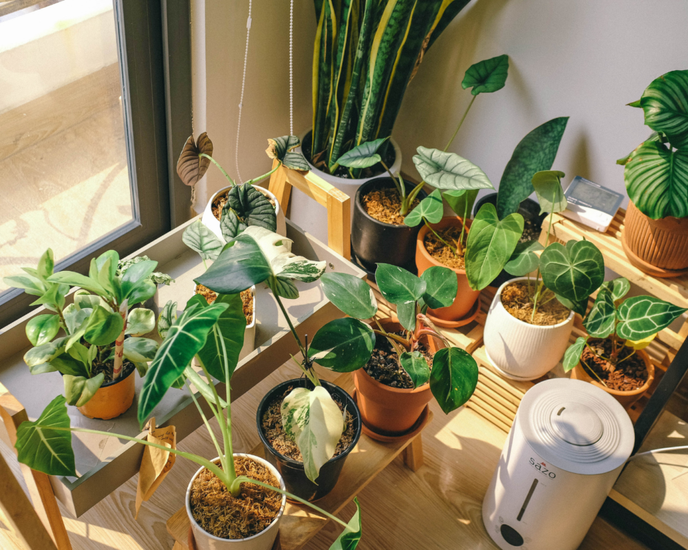 Potted plants on floor at home. Potential water damage source.